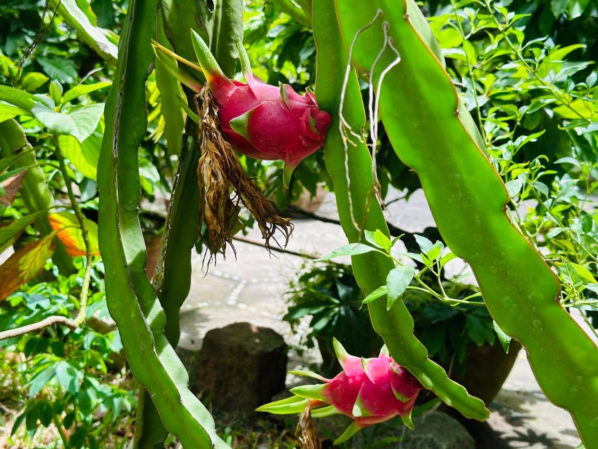 Do River Homestay Hoi An Eksteriør bilde